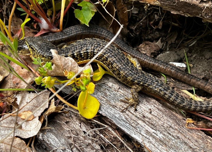 San Francisco Alligator Lizards